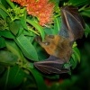 Kalon ramenaty - Cynopterus brachyotis - Lesser Short-nosed Fruit Bat o4360